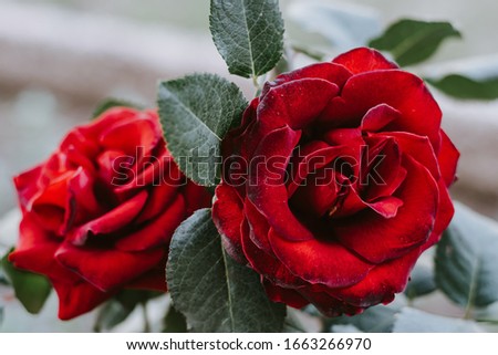 The beautiful red rose in early summer