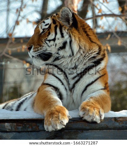 Amur Siberian tiger is a Panthera tigris tigris population in the Far East, particularly the Russian Far East and Northeast China