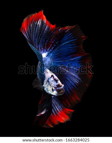 Multi color Siamese fighting fish(Rosetail)(halfmoon),blue dragon fighting fish,Betta splendens,on black background with clipping path