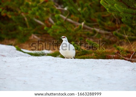 Lagopus is a small genus of birds in the grouse subfamily commonly known as ptarmigans. Rock ptarmigan is a medium-sized gamebird. It is known simply as the ptarmigan and as the raichō (thunder bird).