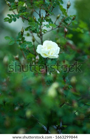 white artisan rose bush picture
