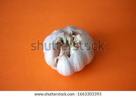Ugly garlic bulb isolated on bright orange background. Close up of seasonal vegetable. Fresh organic healthy food. Spicy culinary ingredient. Harvesting background