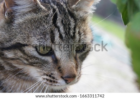 Face of a beautiful tabby cat with a soft expression on his face. Placed to the left of the picture looking down.