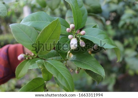 A picture of flower buds