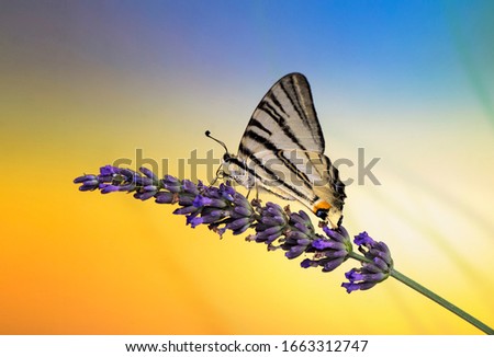 macro picture of a butterfly swallowtail sitting on a lavender in front of a beautiful colorful background. Close up of butterfly with cool background and flower