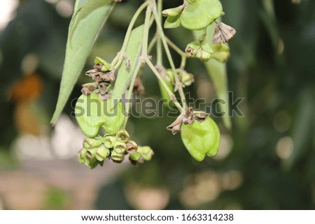 A picture of fruits in garden