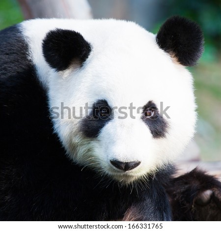 Closeup of a cute Panda Bear