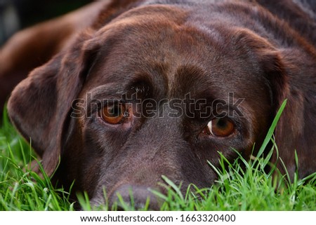 Portret from a brown Labrador Retriever with her face laying in the green grass relaxing