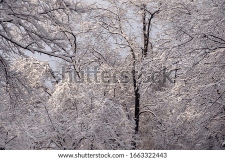 Beautiful trees covered with snow in snowfall, great design for any purposes. Snowfall background. Beautiful winter landscape. New year snow background. Seasonal nature background.