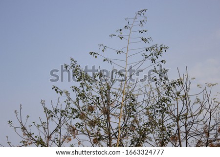 A picture of tree in garden