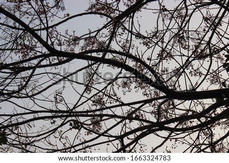 A picture of tree in garden