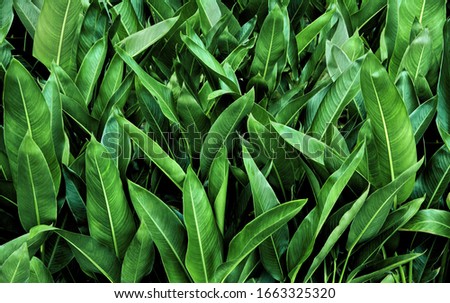 Tropical green leaves, floral pattern background