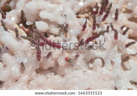 Young red sprouts in white salt at Pink Lake Western Australia
