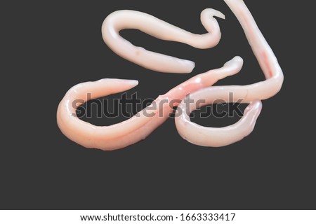 A parasite that grows in the intestines and is a food and energy source of other parasites.