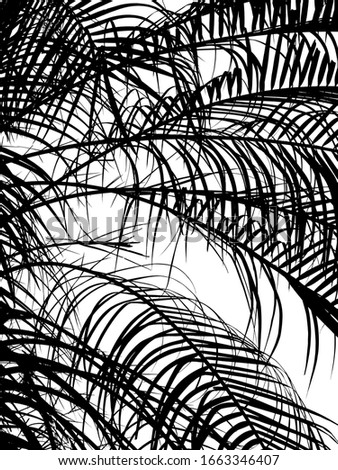 palm leaf of mountain date palm ( Phoenix loureiri ) silhouette on white background