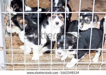 six beautiful puppies in the shelter house, animal shelter, dog rescue, volunteer work