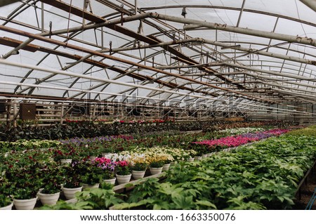 Color picture of seedlings in pots in a nursery