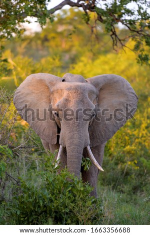 young elephant standing with yellow background.