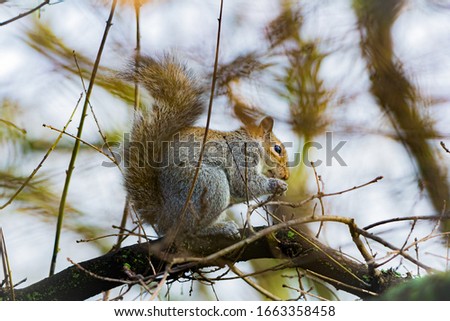 Side portrait of squirrel eating apple on a tree.