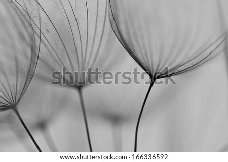 Abstract dandelion flower background, extreme closeup. Big dandelion. Art photography 