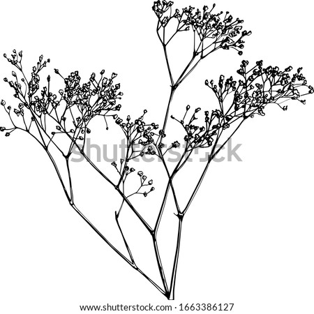 baby's breath flower, gypsophila vector drawing, coloring book, tattoo idea Royalty-Free Stock Photo #1663386127