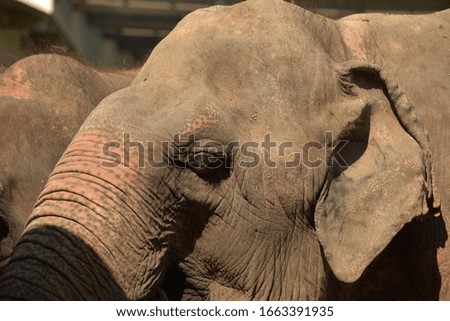 face elephant picture in thai 