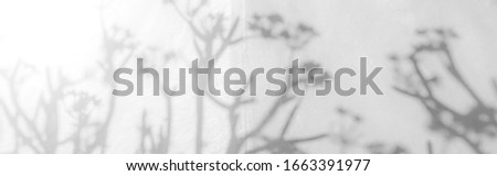 Abstract Shadows, blurred background of gray leaves and natural trees that reflect concrete walls, fallen branches on white wall surfaces for blurred backgrounds and black and white wallpapers.