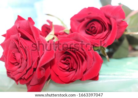 three beautiful red roses on a light transparent background