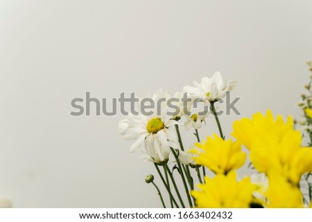 Spring concept: Yellow and white Jerusalem artichoke flowers isolated over white background