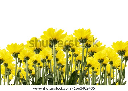 Low angle of yellow Jerusalem artichoke flowers isolated over white background