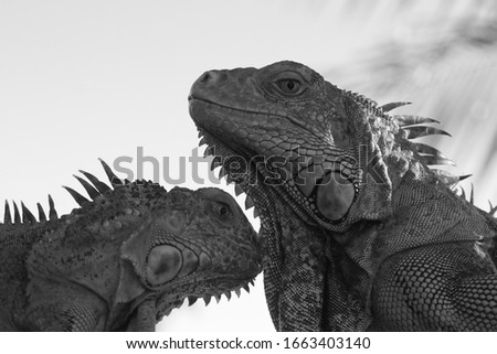 Picture of Isolated Duo Tropical Iguanas pose under the shade of a coconut tree. Iguana are well known as Endemic Reptile which look very similar to Gecko, Komodo Dragon, and Lizards. 