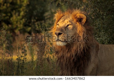 Male Lion in golden light