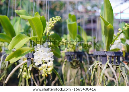 Beautiful fresh white orchids flower with the blur or bokeh background in the farm or garden in Thailand.