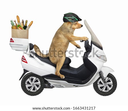 The beige dog in a helmet is riding a white motorbike. He delivers a box of groceries. White background. Isolated.