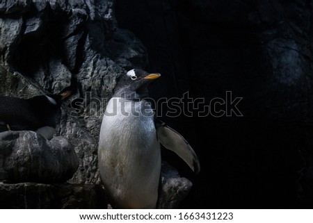  Penguin stand alone in light