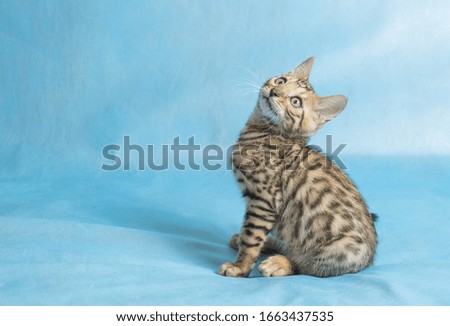 A cute young striped kitten with green eyes on a blue background
