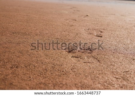 Multiple Footprints Leave Trail Of Tracks In Damp Reddish Brown Sand