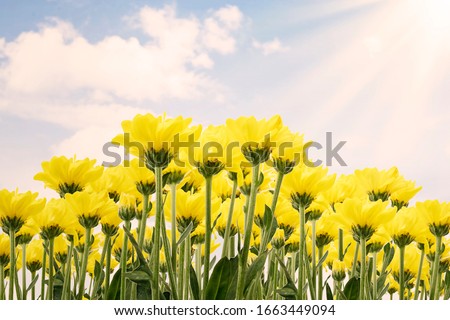 Beautiful Yellow Jerusalem artichoke flowers against blue sky in spring