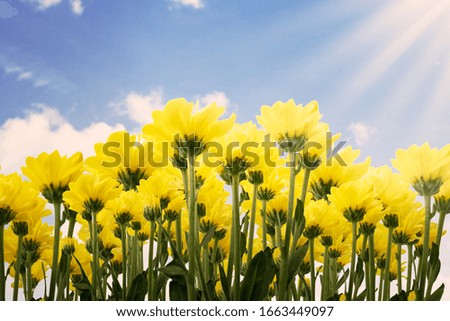 Low angle of yellow Jerusalem artichoke flowers over blue sky