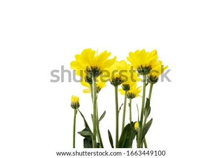 Yellow Jerusalem artichoke flowers isolated over white background