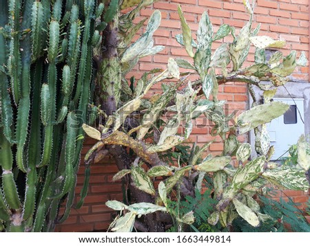Two varieties of cacti from the same botanical family of shrubs, used to ornament the facade of a house with the background in exposed bricks