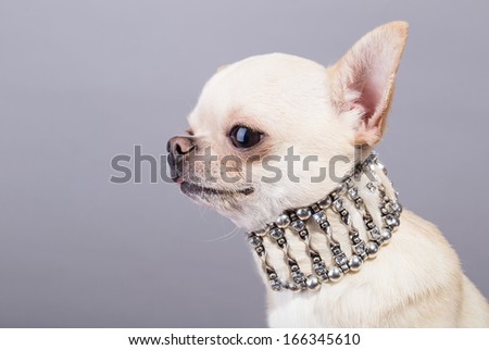 tiny chihuahua in jewelry close up picture