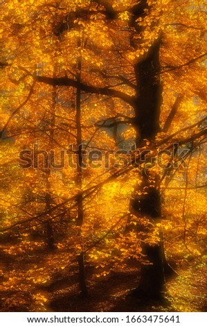 Sunlit dreamy autumn leaves in forest, Rådasjön Naturreservat, Sweden