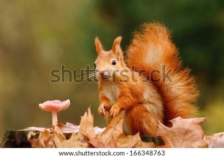 Squirrel and mushroom