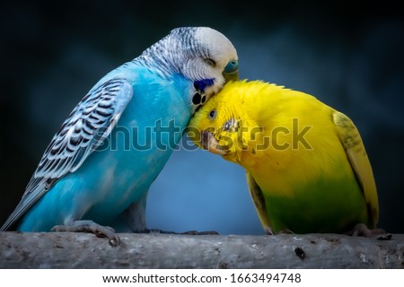 Portrait of two cute cuddling budgies perched on branch with blue background as symbol of love and affection Royalty-Free Stock Photo #1663494748