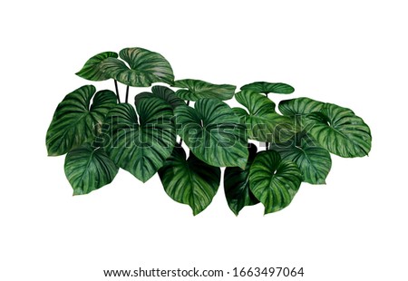 Heart shaped bicolors leaves of Philodendron plowmanii the rare exotic rainforest foliage plant isolated on white background, clipping path included. Royalty-Free Stock Photo #1663497064