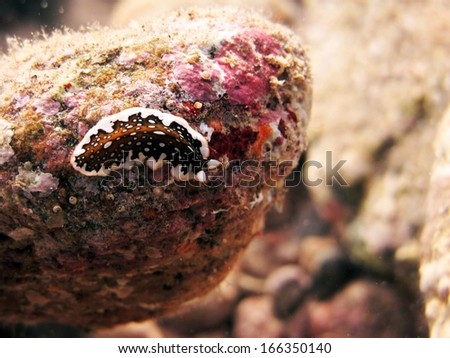 Pseudoceros flatworm on a rock