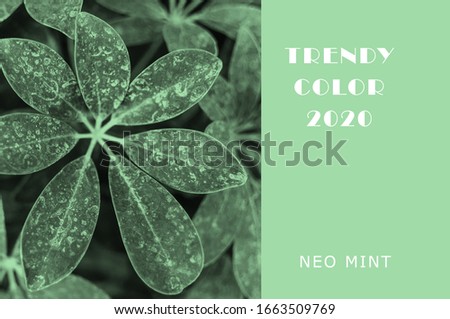 Plant in color Neo Mint. Juicy tones in a new mint color. Abstract light green background with vibrant colors. Copy space. mockup for design
