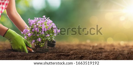 Planting Flowers In Sunny Garden. Spring Gardening Works Concept Royalty-Free Stock Photo #1663519192