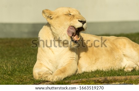Lioness licking lips with mouth open